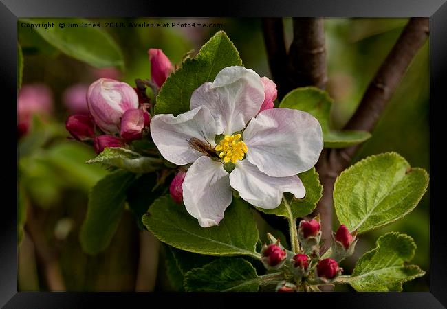 Apple blossom time Framed Print by Jim Jones