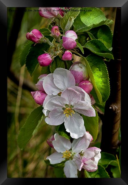Apple blossom time  Framed Print by Jim Jones