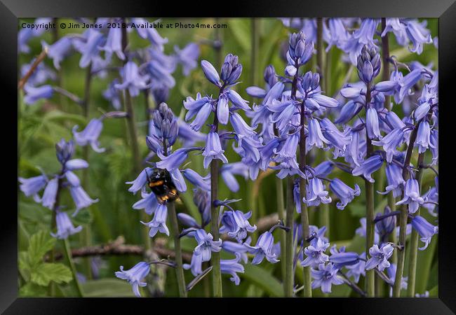 English Bluebells and a Bee Framed Print by Jim Jones