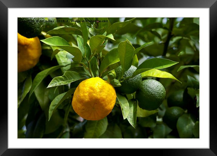 Yellow and green Italian lemons Framed Mounted Print by Jim Jones
