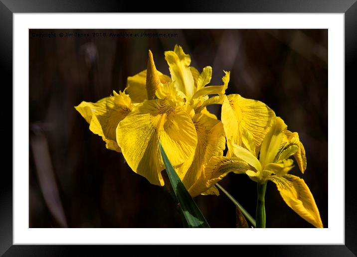 Yellow Flag Iris Framed Mounted Print by Jim Jones