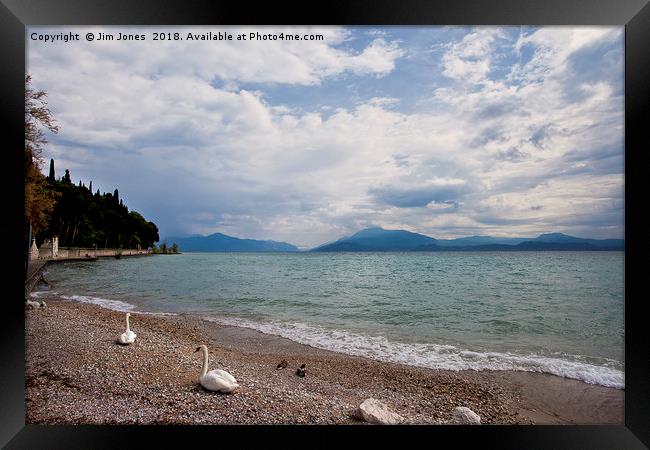 Swan's view of the lake Framed Print by Jim Jones