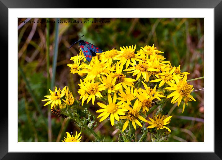 Insects on Common Ragwort Framed Mounted Print by Jim Jones