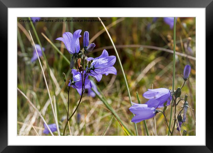 Wild Harebells on the dunes Framed Mounted Print by Jim Jones