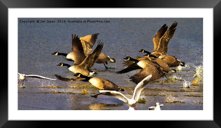And the winner by a head is................. Framed Mounted Print by Jim Jones