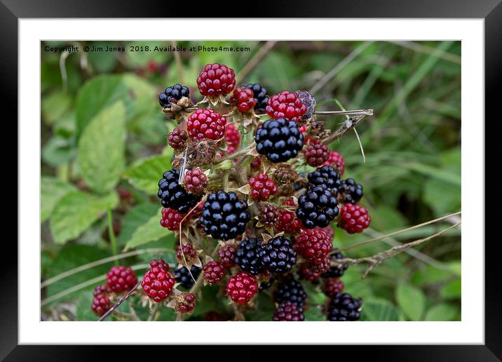 Tomorrow's Blackberry Crumble ! Framed Mounted Print by Jim Jones