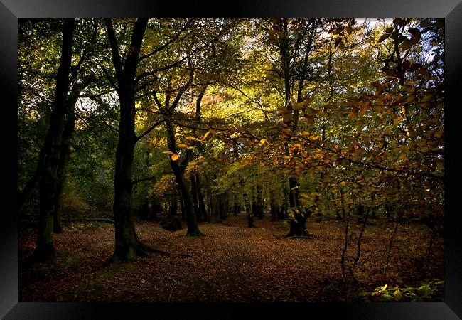 Autumn woodland colours Framed Print by Jim Jones