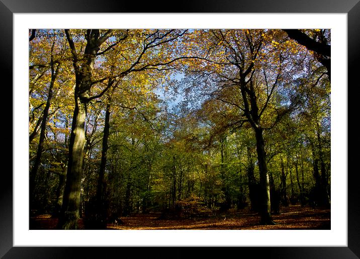 Woodland in Autumn Sunshine Framed Mounted Print by Jim Jones