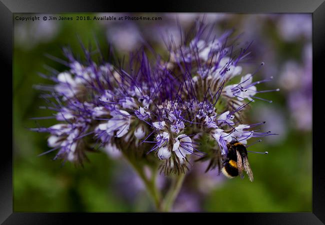 Wild Flowers and a Busy Bee Framed Print by Jim Jones