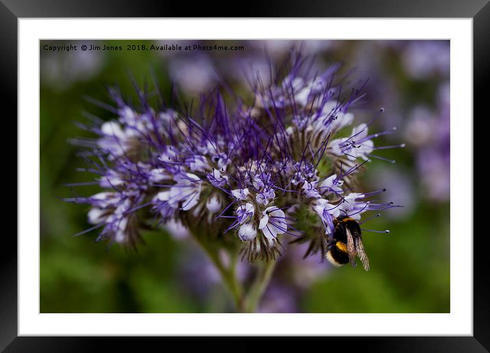 Wild Flowers and a Busy Bee Framed Mounted Print by Jim Jones