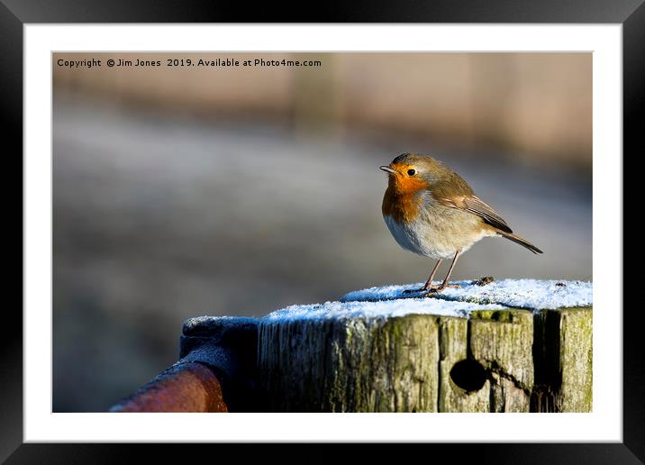 Fluffed up Robin on a frosty gatepost Framed Mounted Print by Jim Jones