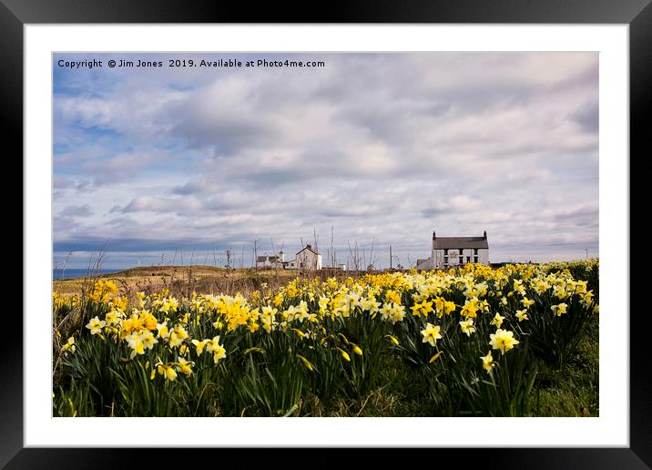 Seaton Sluice Harbour dressed for Spring Framed Mounted Print by Jim Jones