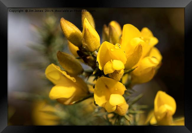 Raindrop on Gorse Flowers. Framed Print by Jim Jones