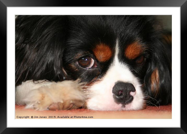 It's hard work being a little dog! Framed Mounted Print by Jim Jones