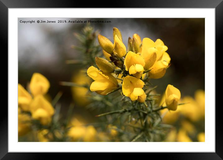 Raindrops on Gorse Flowers Framed Mounted Print by Jim Jones