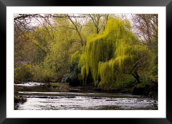 Weeping Willow on River Blyth Framed Mounted Print by Jim Jones