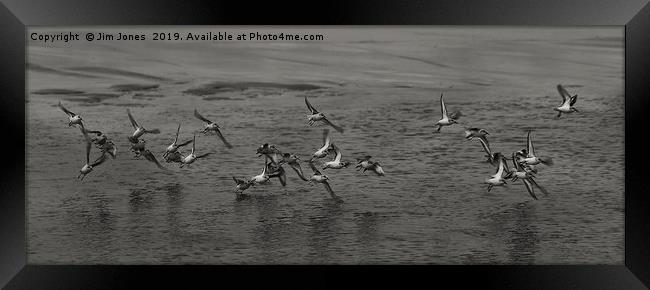 Small flock of Sanderlings in flight in B&W Framed Print by Jim Jones