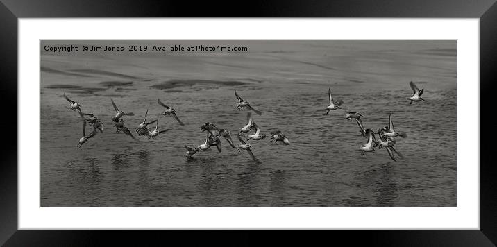 Small flock of Sanderlings in flight in B&W Framed Mounted Print by Jim Jones