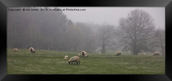 Sheep grazing in foggy Northumberland Framed Print by Jim Jones