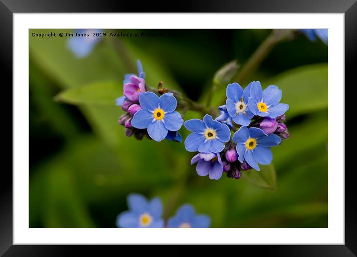 Forget-me-not in Springtime Framed Mounted Print by Jim Jones