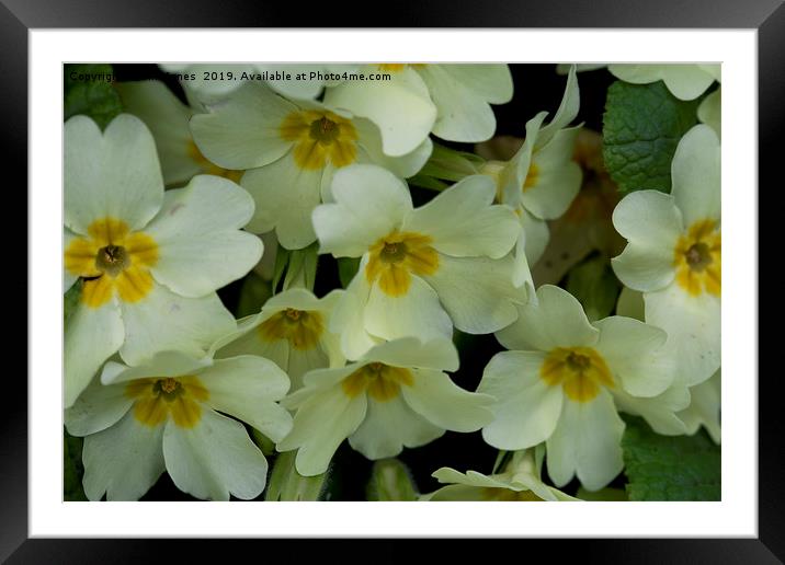 Springtime Primroses Framed Mounted Print by Jim Jones