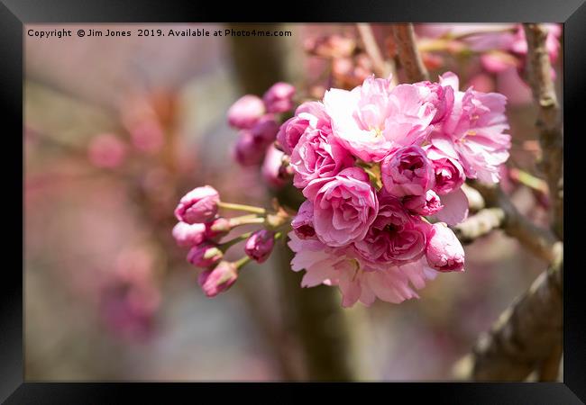 Pretty Pink Cherry Blossom in Springtime Framed Print by Jim Jones