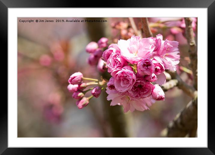 Pretty Pink Cherry Blossom in Springtime Framed Mounted Print by Jim Jones