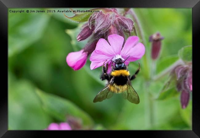 Wild Red Campion and Busy Bee Framed Print by Jim Jones