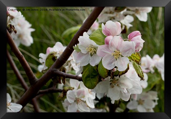 Apple Blossom time Framed Print by Jim Jones