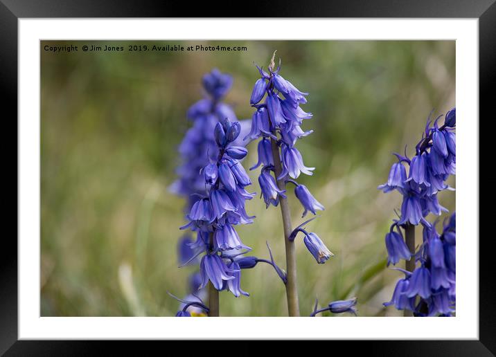 English Wild Flowers - Bluebell (2) Framed Mounted Print by Jim Jones