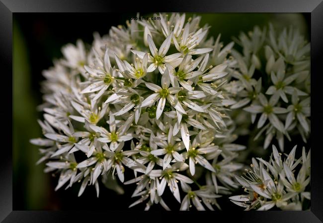 English Wild Flowers - Wild Garlic Framed Print by Jim Jones