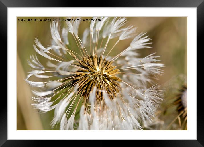 Dandelion seeds and their parachutes (2) Framed Mounted Print by Jim Jones