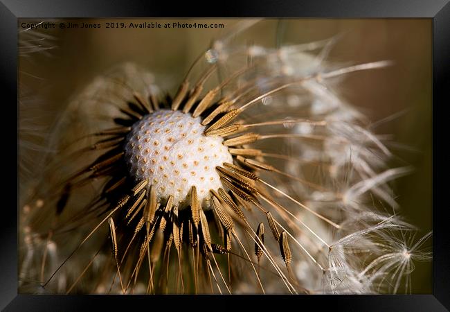 Dandelion seeds and their parachutes (3) Framed Print by Jim Jones