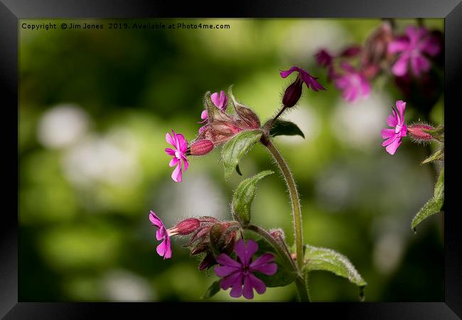 English Wild Flowers - Red Campion (2) Framed Print by Jim Jones