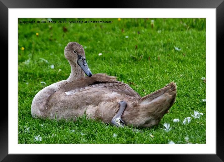 Mute Swan cygnet with feathers on its beak! Framed Mounted Print by Jim Jones