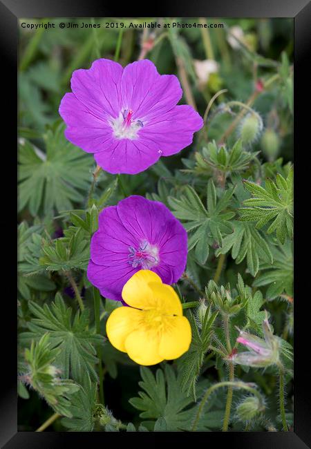 Wild flowers on the dunes Framed Print by Jim Jones