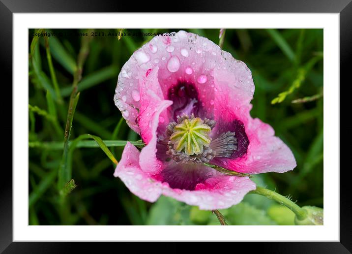 Raindrops on pink Poppy flower Framed Mounted Print by Jim Jones