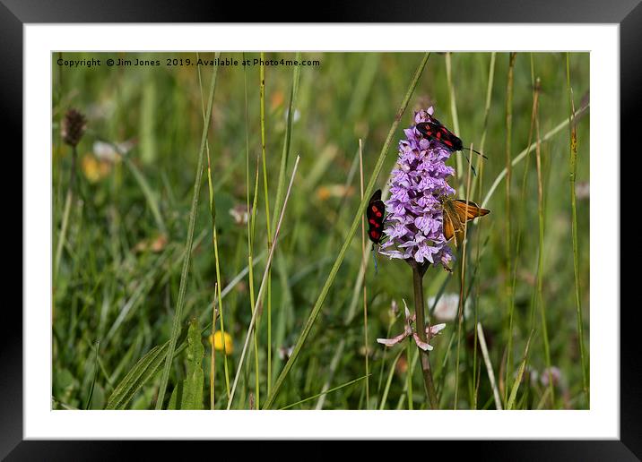 Wild Flowers and moths Framed Mounted Print by Jim Jones