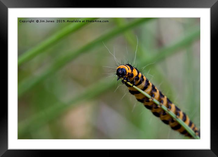 Cinnabar caterpillar on blade of grass. Framed Mounted Print by Jim Jones