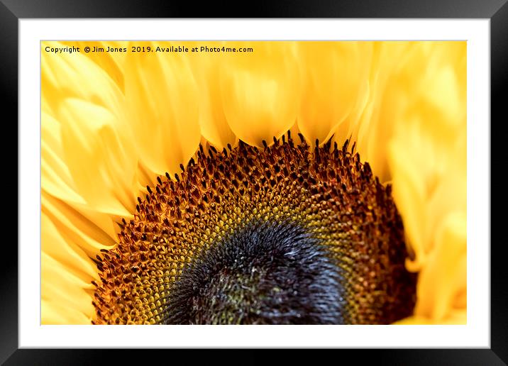 Bright and Colourful Sunflower Framed Mounted Print by Jim Jones
