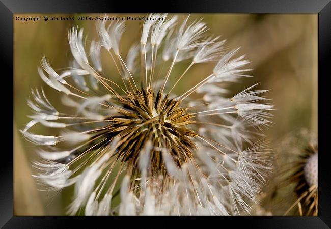 Dandelion seeds and their parachutes (4) Framed Print by Jim Jones
