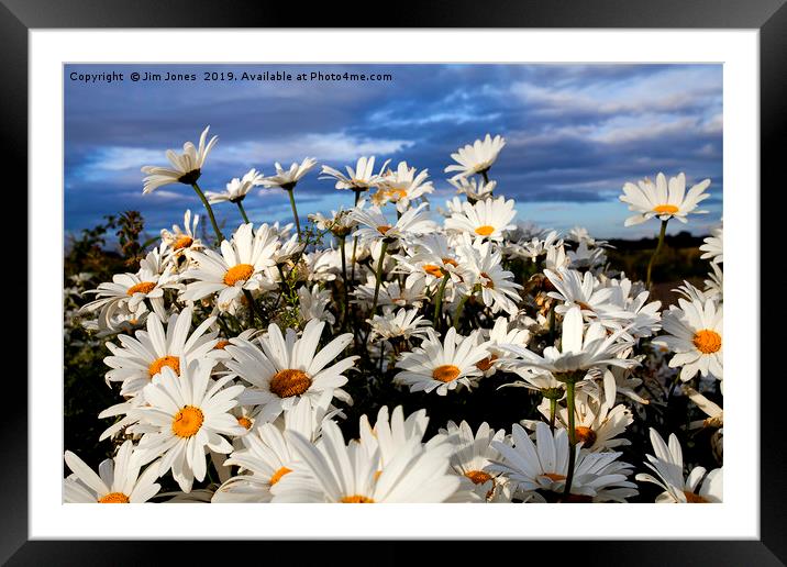 English Wild Flowers - Ox-eye Daisies Framed Mounted Print by Jim Jones