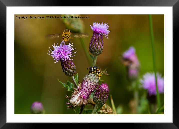 Just buzzin' about........... Framed Mounted Print by Jim Jones