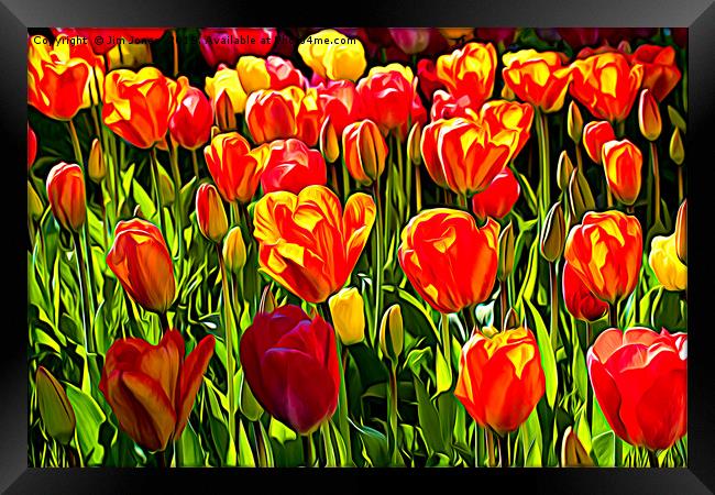 Red and Yellow Tulips Framed Print by Jim Jones