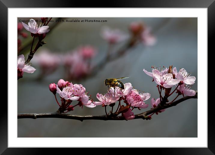 Hoverfly on Cherry Blossom Framed Mounted Print by Jim Jones