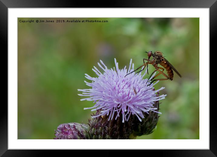 Dance Fly feeding on Thistle Flower Framed Mounted Print by Jim Jones