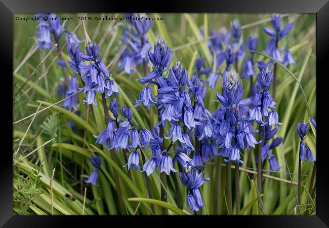 English Wild Flowers - Clump of Bluebells Framed Print by Jim Jones