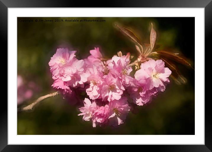 Artistic Cherry Blossom Framed Mounted Print by Jim Jones