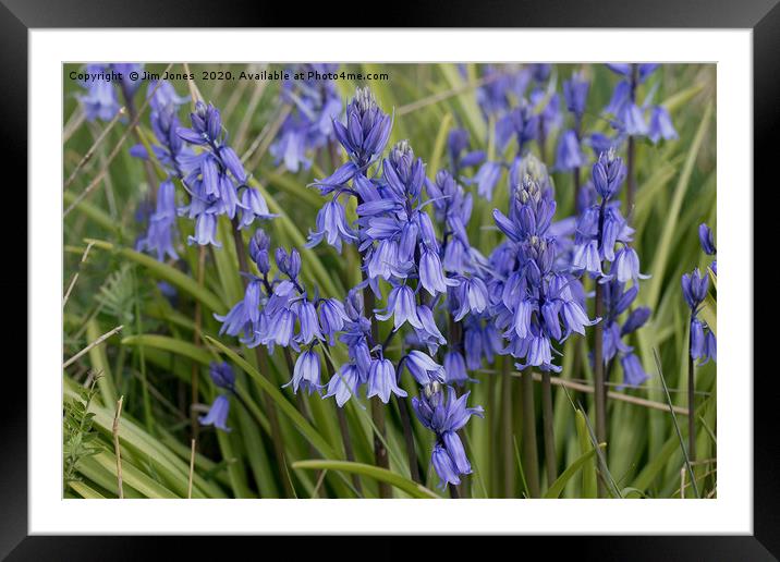 English Wild Flowers - Clump of Bluebells Framed Mounted Print by Jim Jones