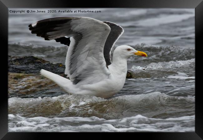 Stretching Seagull Framed Print by Jim Jones